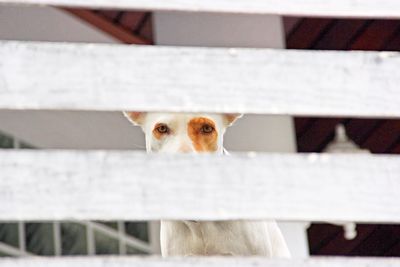 Portrait of cat peeking through fence