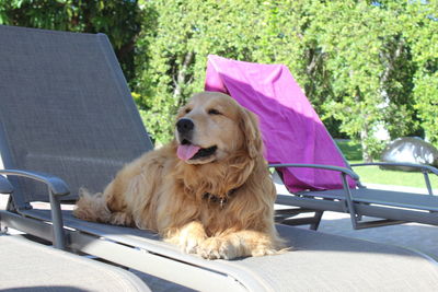 Close-up of dog sitting outdoors