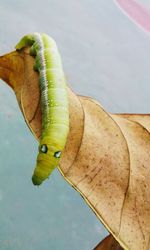 Close-up of lizard on water