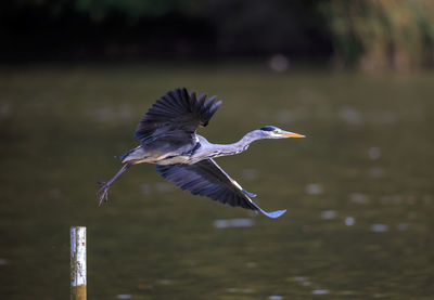 A grey heron taking off