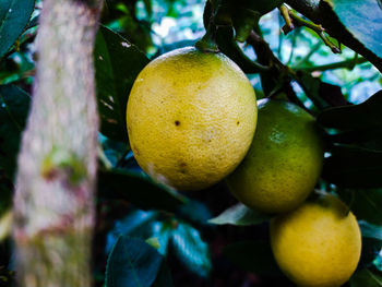 Close-up of fruits hanging on tree