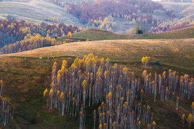 Scenic view of agricultural field