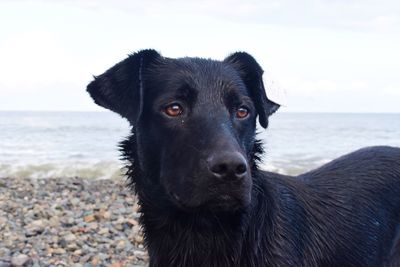Close-up of wet black dog at beach