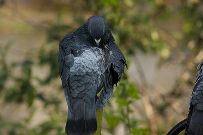 Close-up of bird perching on a tree