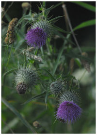 Close-up of thistle blooming outdoors