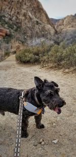 Close-up of dog on sand