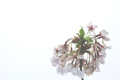 Close-up of fresh white flowers against clear sky