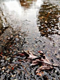 High angle view of leaves fallen on wet land