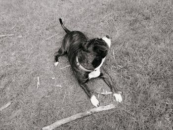 High angle view of dog sitting on field