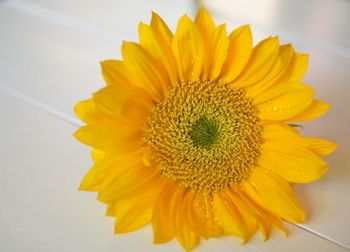 Close-up of yellow flower