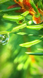 Full frame shot of green leaves