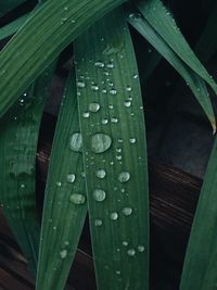 Close-up of water drops on leaves