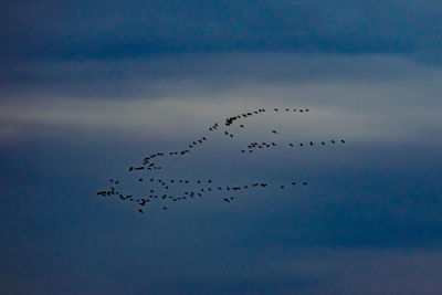 Low angle view of birds flying in sky