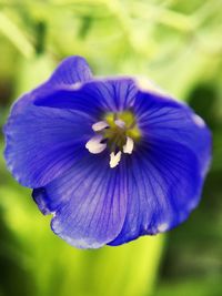 Close-up of purple flower blooming outdoors