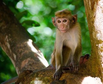 Monkey sitting on tree