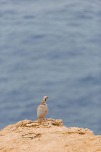 High angle view of bird perching on cliff against sea