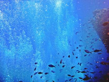 Fish swimming in sea