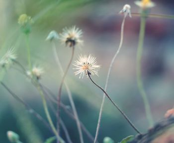 Close-up of dandelion on field