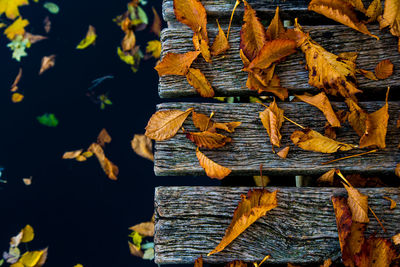 Close-up of logs in forest