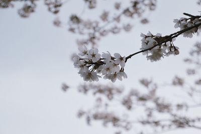 Low angle view of apple blossoms in spring
