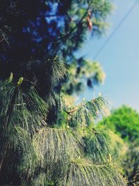 Low angle view of pine tree