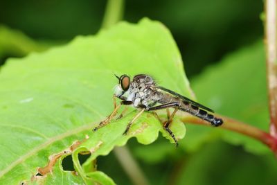 Close-up of insect on leaf