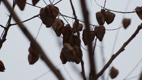 Low angle view of leaves on branch against sky