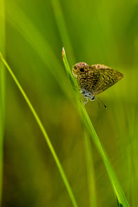 Close-up of butterfly on green leaf