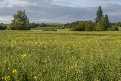 Scenic view of field against cloudy sky
