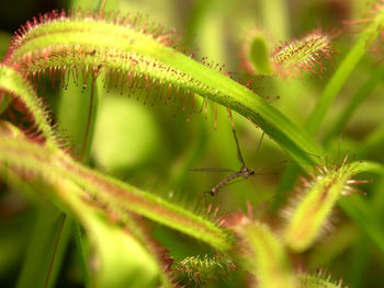 Close-up of plant