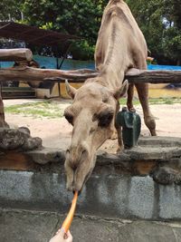 Full length of a horse drinking water