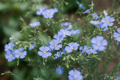Blue flax flowers in the garden in summer close-up, selective focus