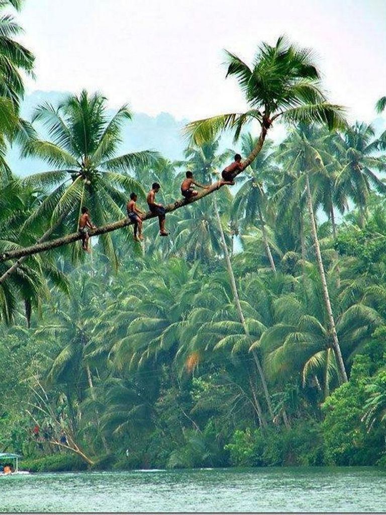 water, tree, waterfront, green color, growth, nature, clear sky, tranquility, lake, beauty in nature, plant, tranquil scene, sea, sky, scenics, day, leaf, palm tree, branch, outdoors