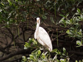 Close-up of bird perching on tree