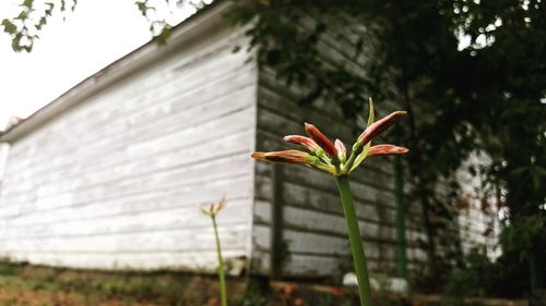 Low angle view of flower bud against house