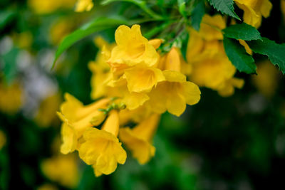 Close-up of yellow flowering plant