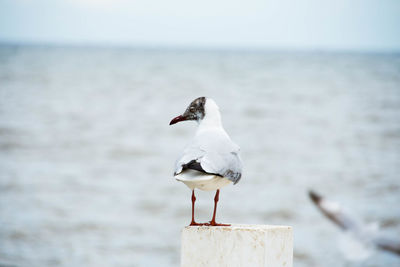 Black-headed gull perching on fence against sea