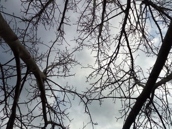 Low angle view of silhouette bare tree against sky