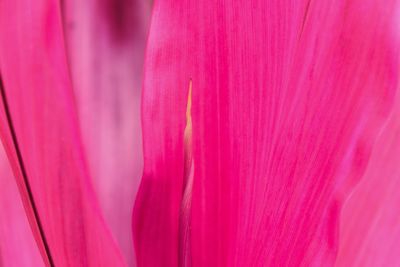 Full frame shot of pink flowering plant