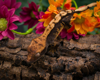 Close-up of lizard on rock