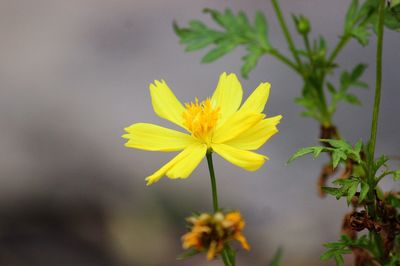 Close-up of yellow flowering plant