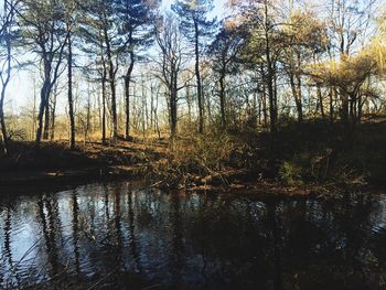 Scenic view of lake in forest