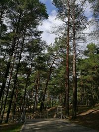 Road amidst trees in forest