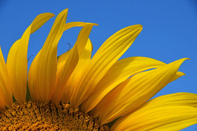 Close-up of sunflower