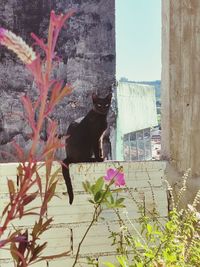 View of cat on window