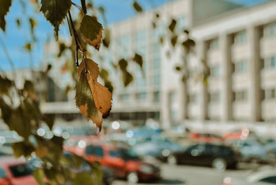 Close-up of leaves on tree