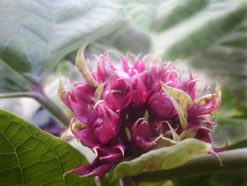 Close-up of pink flowers