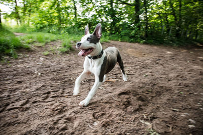 Dog running in a forest