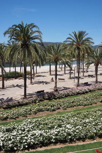 Palm trees on grassy field against blue sky