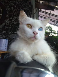 Close-up portrait of a cat